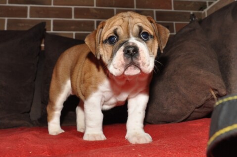 Continental Bulldog Seeblickbulls 220917 Continental Bulldog Seeblickbulls 220917