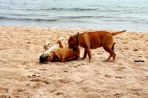 Continental Bulldog Seeblickbulls 220928 Continental Bulldog Seeblickbulls 220928