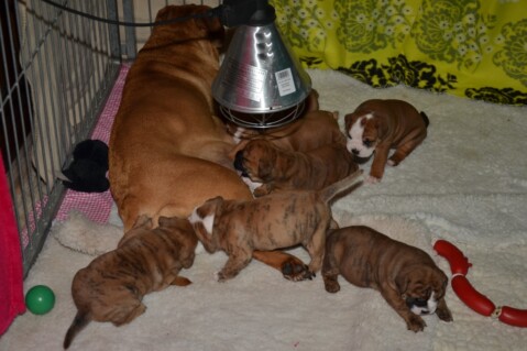 Continental Bulldog Seeblickbulls 221002 Continental Bulldog Seeblickbulls 221002