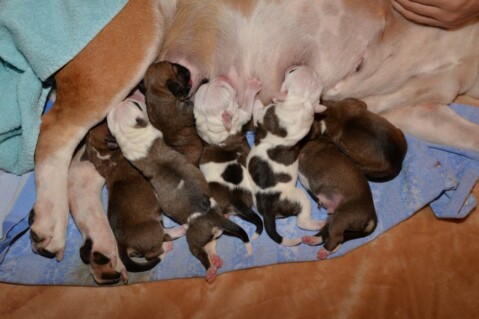 Continental Bulldog Seeblickbulls 221018 Continental Bulldog Seeblickbulls 221018