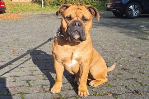 Continental Bulldog Seeblickbulls 221120 Continental Bulldog Seeblickbulls 221120