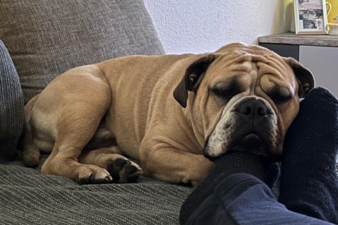 Continental Bulldog Seeblickbulls 221127 Continental Bulldog Seeblickbulls 221127