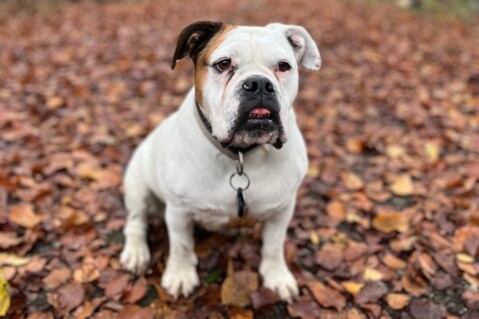 Continental Bulldog Seeblickbulls 221211 Continental Bulldog Seeblickbulls 221211