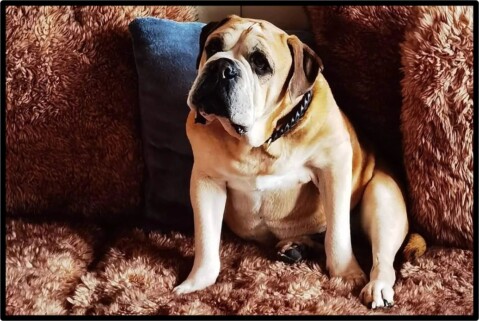Continental Bulldog Seeblickbulls 221216 Continental Bulldog Seeblickbulls 221216