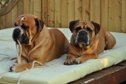 Continental Bulldog Seeblickbulls 221225 Continental Bulldog Seeblickbulls 221225