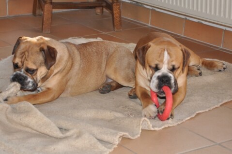 Continental Bulldog Seeblickbulls 230101 Continental Bulldog Seeblickbulls 230101