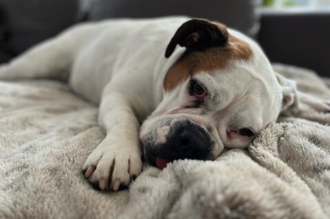Continental Bulldog Seeblickbulls 230108 Continental Bulldog Seeblickbulls 230108