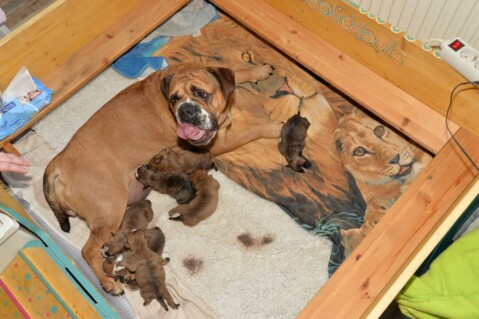 Continental Bulldog Seeblickbulls 230218 Continental Bulldog Seeblickbulls 230218