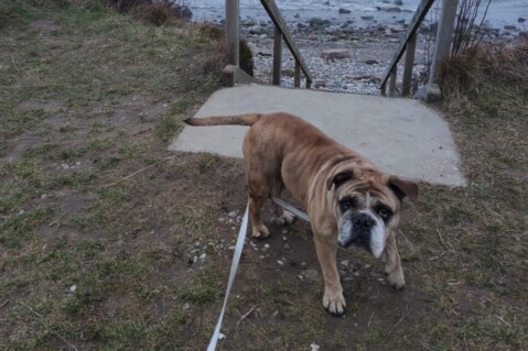 Continental Bulldog Seeblickbulls 230226 Continental Bulldog Seeblickbulls 230226