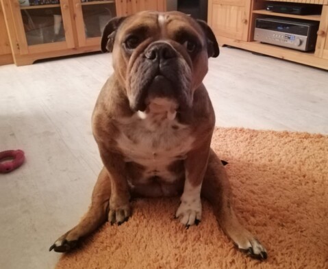 Continental Bulldog Seeblickbulls 230306 Continental Bulldog Seeblickbulls 230306