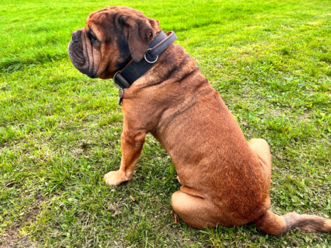 Continental Bulldog Seeblickbulls 230312 Continental Bulldog Seeblickbulls 230312