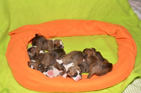 Continental Bulldog Seeblickbulls 230320 Continental Bulldog Seeblickbulls 230320