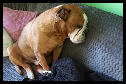 Continental Bulldog Seeblickbulls 230401 Continental Bulldog Seeblickbulls 230401