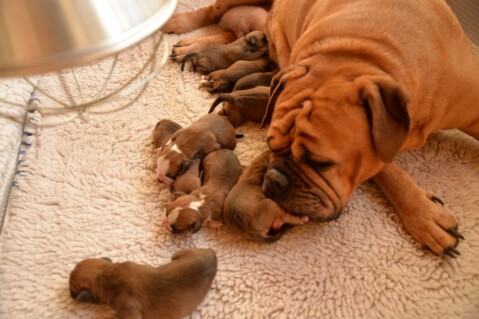 Continental Bulldog Seeblickbulls 2300413 Continental Bulldog Seeblickbulls 2300413