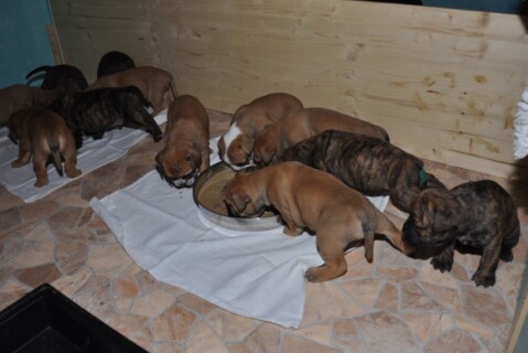 Continental Bulldog Seeblickbulls 230415 Continental Bulldog Seeblickbulls 230415