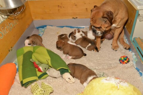 Continental Bulldog Seeblickbulls 230423 Continental Bulldog Seeblickbulls 230423