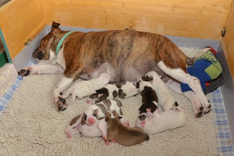 Continental Bulldog Seeblickbulls 230430 Continental Bulldog Seeblickbulls 230430
