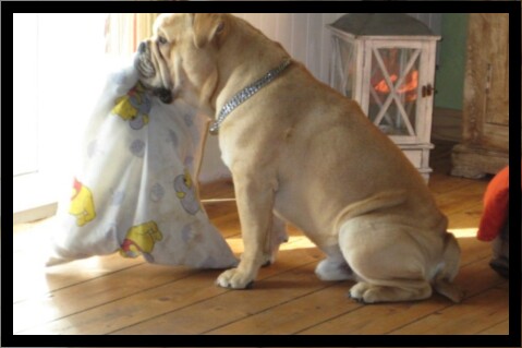 Continental Bulldog Seeblickbulls 230511 Continental Bulldog Seeblickbulls 230511