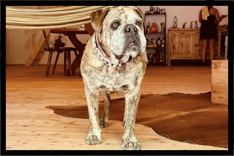 Continental Bulldog Seeblickbulls 230531 Continental Bulldog Seeblickbulls 230531