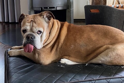 Continental Bulldog Seeblickbulls 230604 Continental Bulldog Seeblickbulls 230604