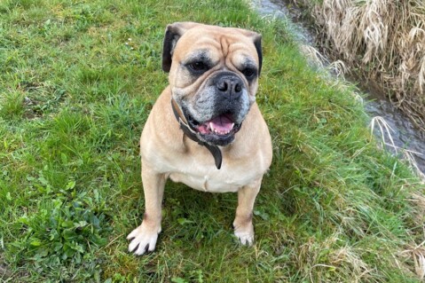 Continental Bulldog Seeblickbulls 230611 Continental Bulldog Seeblickbulls 230611