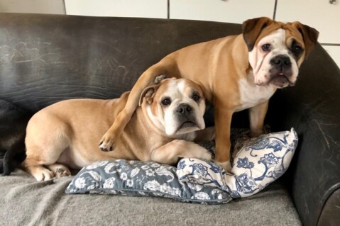 Continental Bulldog Seeblickbulls 230618 Continental Bulldog Seeblickbulls 230618
