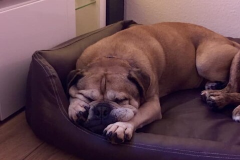 Continental Bulldog Seeblickbulls 230626 Continental Bulldog Seeblickbulls 230626