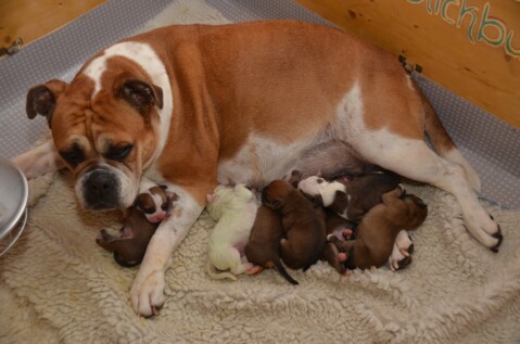 Continental Bulldog Seeblickbulls 23073 Continental Bulldog Seeblickbulls 230703
