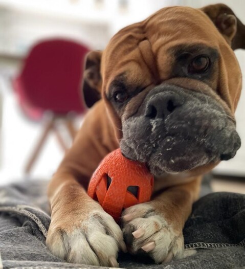 Continental Bulldog Seeblickbulls 230718 Continental Bulldog Seeblickbulls 230718