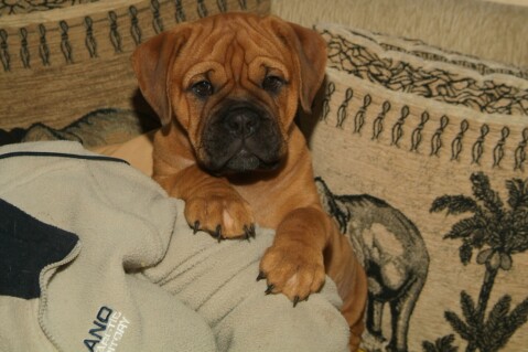 Continental Bulldog Seeblickbulls 230730 Continental Bulldog Seeblickbulls 230730