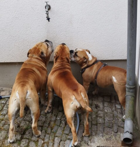 Continental Bulldog Seeblickbulls 230806 Continental Bulldog Seeblickbulls 230806