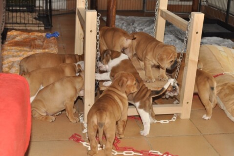 Continental Bulldog Seeblickbulls 230909 Continental Bulldog Seeblickbulls 230909