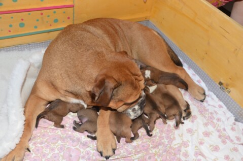 Continental Bulldog Seeblickbulls 230913 Continental Bulldog Seeblickbulls 230913