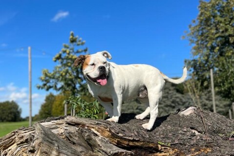 Continental Bulldog Seeblickbulls 230924 Continental Bulldog Seeblickbulls 230924