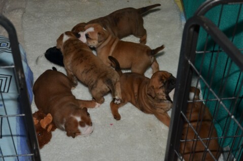 Continental Bulldog Seeblickbulls 231002 Continental Bulldog Seeblickbulls 231002