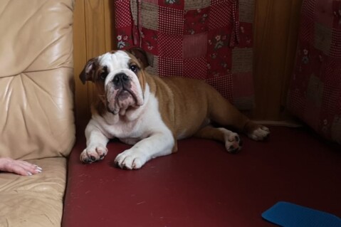 Continental Bulldog Seeblickbulls 231008 Continental Bulldog Seeblickbulls 231008