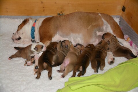 Continental Bulldog Seeblickbulls 231106 Continental Bulldog Seeblickbulls 231106