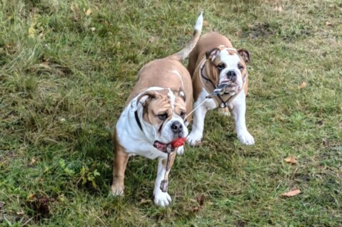 Continental Bulldog Seeblickbulls 231119 Continental Bulldog Seeblickbulls 231119
