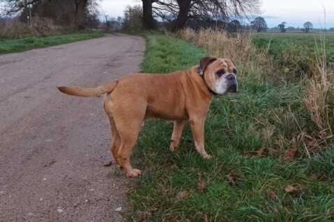 Continental Bulldog Seeblickbulls 231126 Continental Bulldog Seeblickbulls 231126