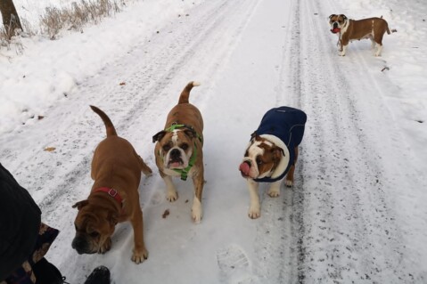 Continental Bulldog Seeblickbulls 231210 Continental Bulldog Seeblickbulls 231210