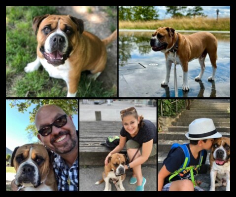 Continental Bulldog Seeblickbulls 231216 Continental Bulldog Seeblickbulls 231216
