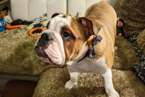 Continental Bulldog Seeblickbulls 231224 Continental Bulldog Seeblickbulls 231224