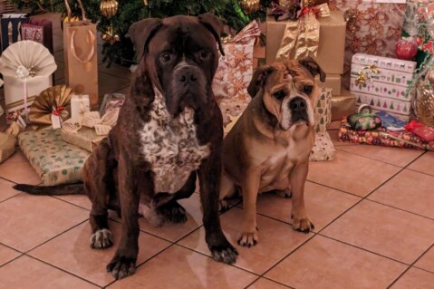 Continental Bulldog Seeblickbulls 231229 Continental Bulldog Seeblickbulls 231229