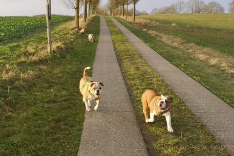 Continental Bulldog Seeblickbulls 240107 Continental Bulldog Seeblickbulls 240107