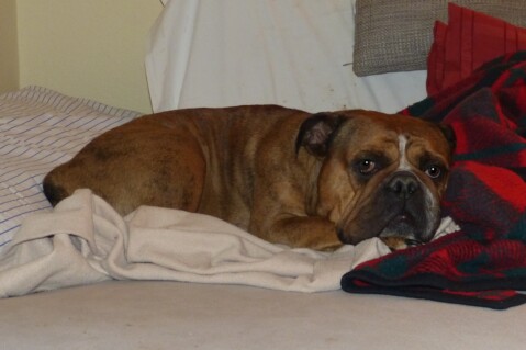 Continental Bulldog Seeblickbulls 240111 Continental Bulldog Seeblickbulls 240111