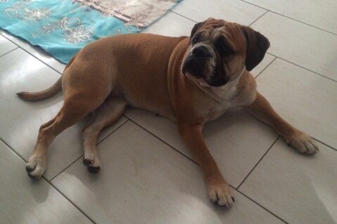 Continental Bulldog Seeblickbulls 240121 Continental Bulldog Seeblickbulls 240121
