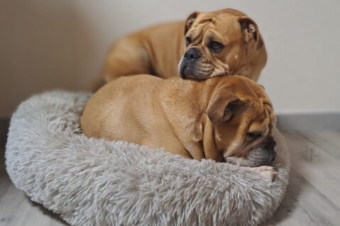 Continental Bulldog Seeblickbulls 240128 Continental Bulldog Seeblickbulls 240128