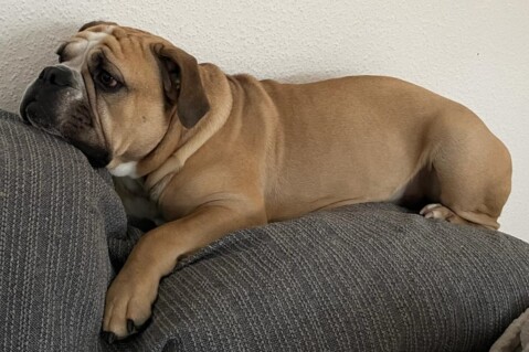 Continental Bulldog Seeblickbulls 240204 Continental Bulldog Seeblickbulls 240204