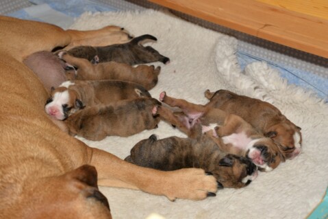Continental Bulldog Seeblickbulls 240218 Continental Bulldog Seeblickbulls 240218