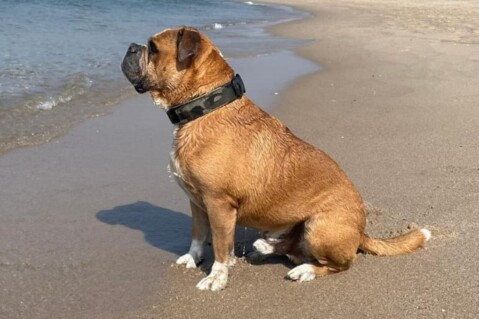 Continental Bulldog Seeblickbulls 240227 Continental Bulldog Seeblickbulls 240227